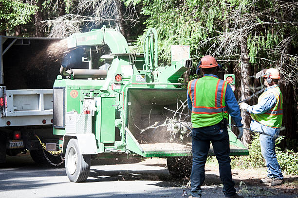 How Our Tree Care Process Works  in  Hillsboro, OR